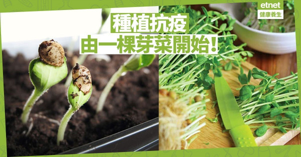 【抗疫篇】種植能安住人心：由一棵芽菜開始吧！