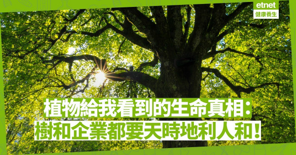 【心靈篇】植物給我看到的生命真相：樹和企業，都需要天時地利人和！