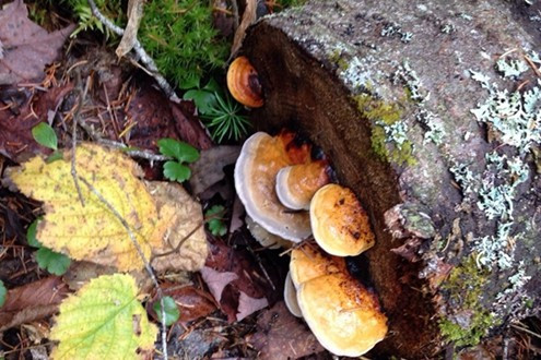 好死亡，壞死亡？