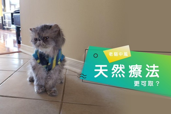 【自癒之效】「原始點療法」治理老貓中風更可取？