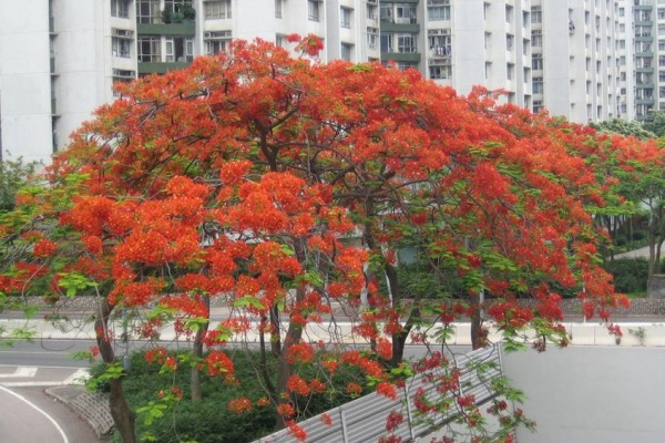 紅紫黃、五六七、氣候突變 