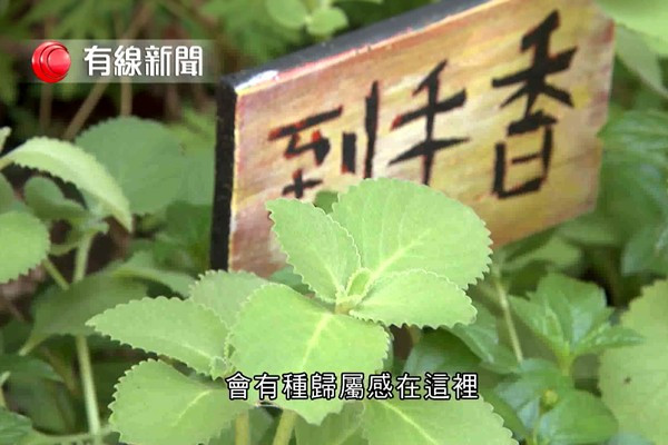 落地生根