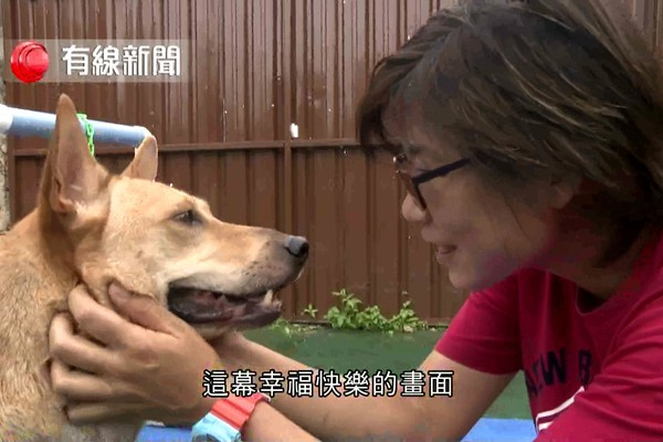 毛孩鬥士