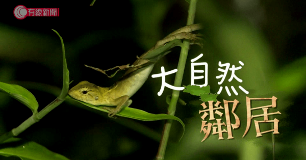 大自然鄰居