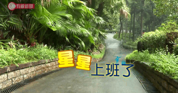 星星上班了