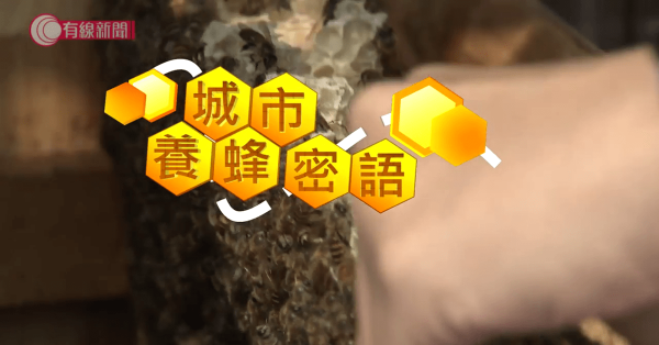 【城市養蜂密語 】蜜蜂數量大減　家居養蜂助保育