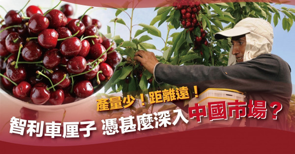 產量不入三大！運送距離最遙遠！智利車厘子憑甚麼深入中國市場？