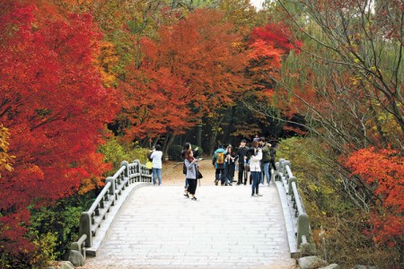 「韓」風吹 紅葉飄