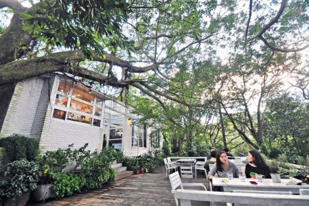 陽明山森林 尋一室咖啡香