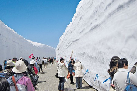 立山黑部4月開山 剷雪車闢15米高牆