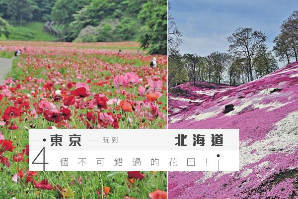 $7800東京玩到北海道 賞4大花田