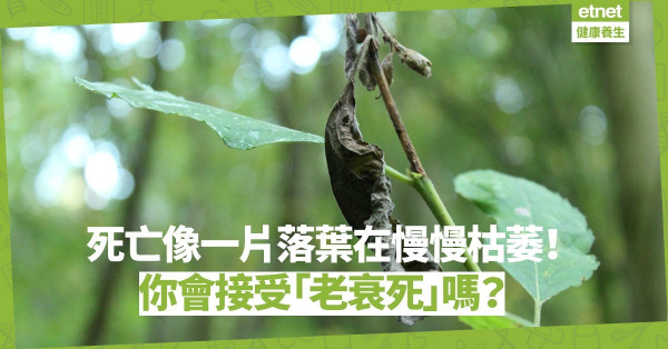 【善終智慧】死亡是很自然的事，就像一片落葉在慢慢枯萎！你會接受「老衰死」嗎？