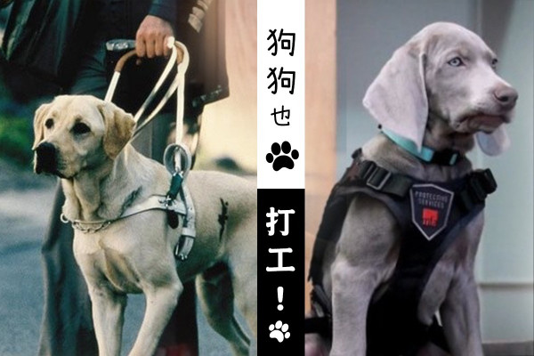 【狗狗也打工】$2000一次出場費！4種「狗工」你聽過未？