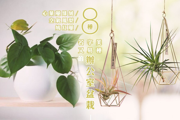 【綠色辦公室】名字美又易種！8種護眼、淨化空氣的室內盆栽