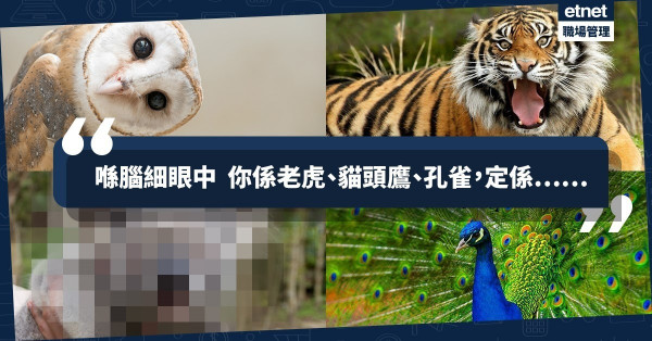 【1分鐘測試】你是老虎、孔雀、無尾熊，還是貓頭鷹？企業愛用「DISC」挑人才
