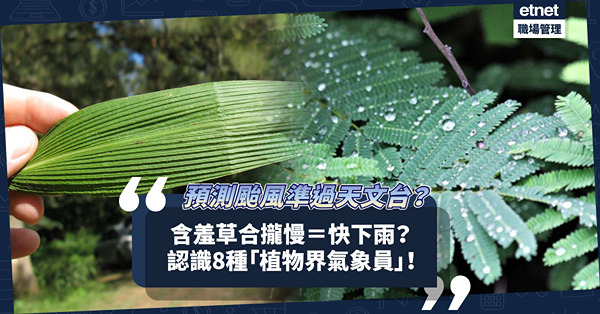 比天文台更準確？怕醜草合攏慢＝快下雨？颱風草預告打風次數？快認識8種能預測天氣的「植物界氣象員」！
