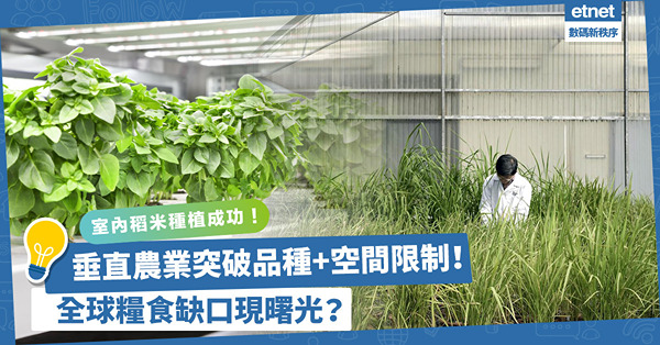 新加坡室內稻米種植成功！垂直農業突破品種限制，用最小空間種米種菜！全球糧食缺口現曙光？