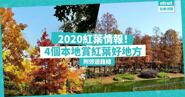【2020紅葉情報】4個本地賞紅葉郊遊好地方！大棠紅葉幾時最靚？即睇紅葉指數！
