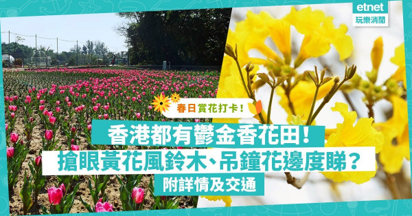 【春日賞花】周末賞花遊！香港都有鬱金香花田！黃花風鈴木、吊鐘花而家最靚！（附詳情與交通）