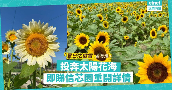 【香港賞花好去處】投奔太陽花海！香檳色「夏日之傲雪」首登場！元朗信芯園一日遊，打卡最啱！