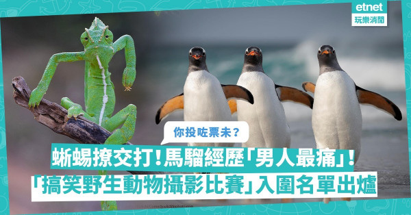 超人氣「搞笑野生動物攝影比賽」42強入圍名單揭曉！馬騮經歷「男人最痛」？囂張蜥蜴撩交打？張張都讓人笑出腹肌（附投票連結）