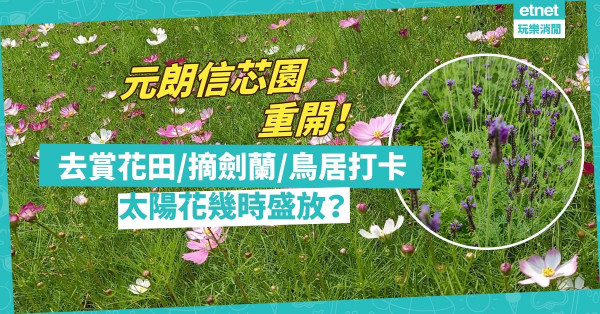 放假好去處｜元朗信芯園重開！賞波斯菊/薰衣草/油菜花田+摘劍蘭+鳥居打卡！太陽花幾時盛放？
