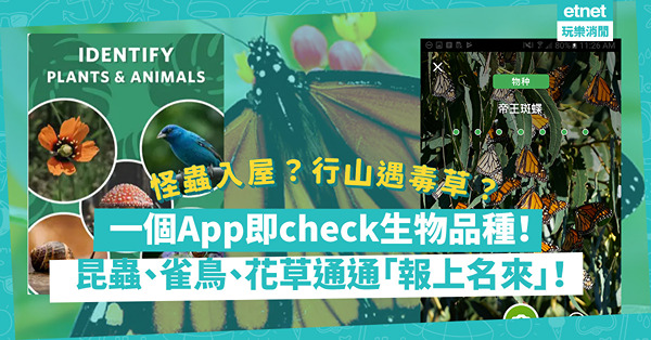 夏天常有「怪客」入屋拜訪？行山遇毒草？用App影張相即知生物品種！昆蟲、鳥類、動植物都check到！