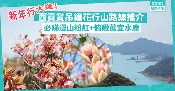 新年行大運！西貢大枕蓋賞吊鐘花行山路線推介！必睇漫山粉紅+俯瞰萬宜水庫全景