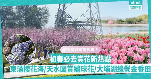 賞花好去處2023｜留在香港都賞到花海！東涌最新櫻花園／天水圍夢幻繡球花海／大埔湖邊賞萬朵鬰金香