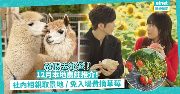 假日好去處｜12月本地農莊推介！聖誕點收費？ViuTV社內相親夢幻花田 / 免入場費摘士多啤梨 / 探超萌羊駝 