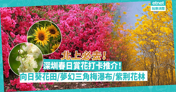 深圳好去處｜深圳春日賞花打卡推介！人氣向日葵花田 / 古風建築配夢幻三角梅瀑布 / 湖畔山坡粉色紫荆花林