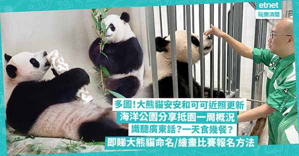 大熊貓安安和可可抵園一周更新！識聽廣東話？兩文三語指令冇問題？一天食幾餐？不只食四川竹子！料12月可與公眾見面 即睇大熊貓命名／繪畫比賽報名方法