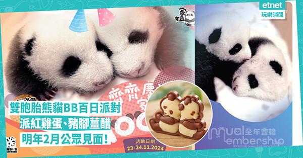 熊貓雙胞胎百日慶典派對！11月23、24日海洋公園派紅雞蛋、豬腳薑醋，仲有乜嘢玩？「大熊貓之旅」重新開放樂樂坐鎮！教你兌換大熊貓寶寶特別版會員證