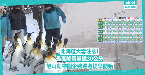 北海道大雪注意！預計札幌降雪量最高達15cm 市內氣溫降至-7度！旭山動物園企鵝巡遊提早開始！