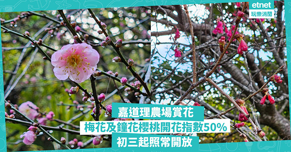 農曆新年好去處2025｜嘉道理農場賞梅花、鐘花櫻桃，免費蛇年藝術展