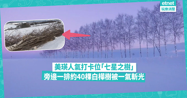 不會再見了！漂亮的美瑛白樺並木｜「過度旅遊」問題嚴重 農民狠心砍伐40棵白樺樹！跟9年前「哲學之木」同一命運