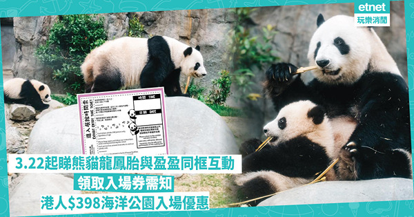 熊貓龍鳳胎與盈盈同框互動！3月22日起入場詳情及海洋公園$398港人入場優惠