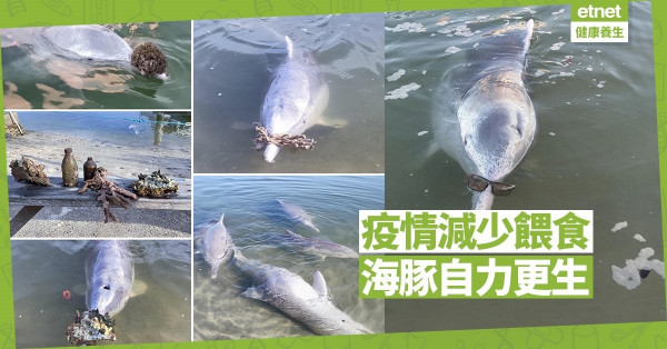 【同心抗疫】澳洲海豚用水底寶物換食物
