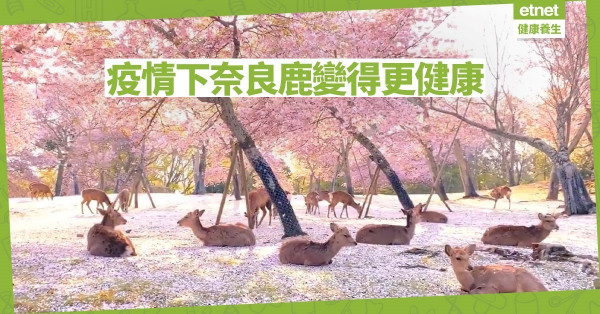 【同心抗疫】疫情下奈良鹿獨享櫻花美景 少吃仙貝變健康