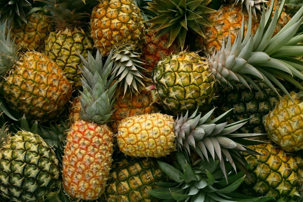 禁運台灣菠蘿：生物安全抑或窮台戰略？