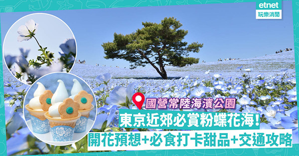 東京近郊2023｜國營常陸海濱公園必賞粉蝶花海懶人包！一文睇晒開花預想/交通酒店攻略/必食打卡甜品