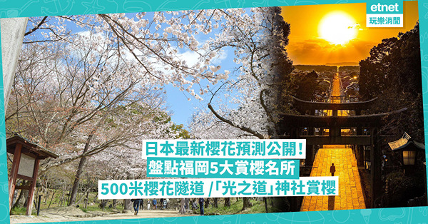 日本櫻花2024｜最新櫻花預測公開！福岡最早開花！盤點當地5大賞櫻名所︰500米長櫻花隧道／「光之道」神社賞櫻／配金黃油菜花田