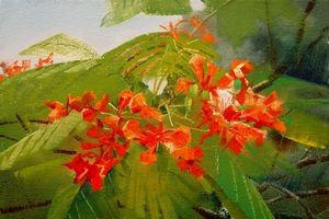  王昌楷 《鳳凰花》