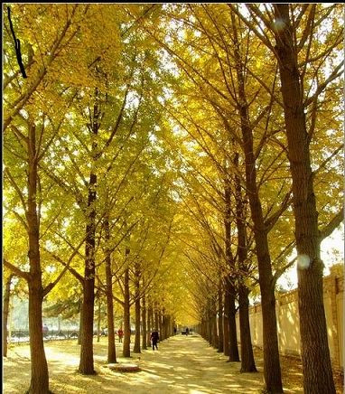 紅葉銀杏白樺樹