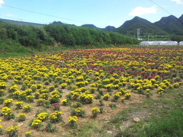 賞花賞月賞秋香
