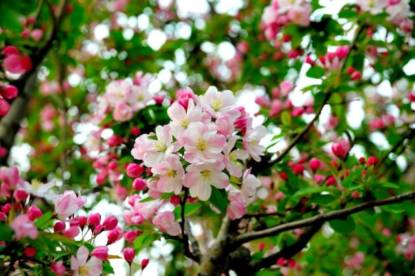 信步而行賞海棠花溪