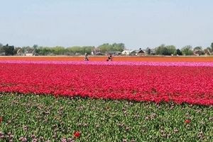 荷蘭單車逍遙遊