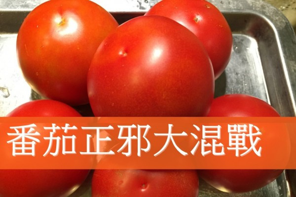 番茄正邪大混戰