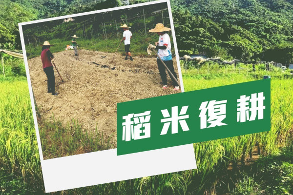 稻米復耕