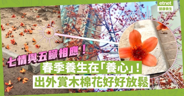 七情與五臟相應！春季養生在「養心」！三月木棉花開，出外賞花放鬆！
